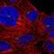 Ubiquitously Expressed Prefoldin Like Chaperone antibody, NBP2-54953, Novus Biologicals, Immunocytochemistry image 