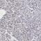 MORC family CW-type zinc finger protein 2 antibody, PA5-51390, Invitrogen Antibodies, Immunohistochemistry frozen image 