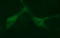 Mucosal Vascular Addressin Cell Adhesion Molecule 1 antibody, LS-C797769, Lifespan Biosciences, Immunofluorescence image 