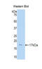 Interleukin 15 antibody, LS-C294842, Lifespan Biosciences, Western Blot image 