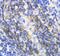 Annexin A6 antibody, PA1436, Boster Biological Technology, Immunohistochemistry paraffin image 