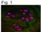 Aggrecan antibody, NB100-74350, Novus Biologicals, Immunocytochemistry image 