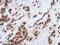 Translational Activator Of Cytochrome C Oxidase I antibody, PA5-31263, Invitrogen Antibodies, Immunohistochemistry frozen image 