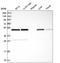 IKBKB Interacting Protein antibody, HPA038677, Atlas Antibodies, Western Blot image 