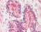 Cellular Communication Network Factor 1 antibody, 48-079, ProSci, Immunohistochemistry frozen image 