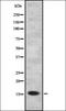 Trafficking Protein Particle Complex 2 antibody, orb337063, Biorbyt, Western Blot image 
