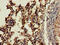 Cathepsin H antibody, CSB-PA006191LA01HU, Cusabio, Immunohistochemistry frozen image 