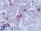 Lamin B2 antibody, LS-B10052, Lifespan Biosciences, Immunohistochemistry frozen image 