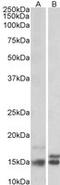 Neurogranin antibody, MBS421791, MyBioSource, Western Blot image 