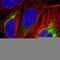 Alsin Rho Guanine Nucleotide Exchange Factor ALS2 antibody, HPA046588, Atlas Antibodies, Immunocytochemistry image 