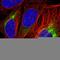 Alsin Rho Guanine Nucleotide Exchange Factor ALS2 antibody, HPA046588, Atlas Antibodies, Immunocytochemistry image 