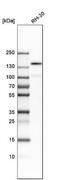 Protein-tyrosine kinase 7 antibody, NBP1-88157, Novus Biologicals, Western Blot image 