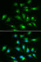 CD46 Molecule antibody, STJ23003, St John