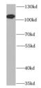 BCAS3 Microtubule Associated Cell Migration Factor antibody, FNab00829, FineTest, Western Blot image 
