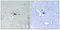 Syntaxin 1A antibody, A01961S14, Boster Biological Technology, Immunohistochemistry paraffin image 