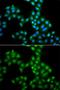 SAM And HD Domain Containing Deoxynucleoside Triphosphate Triphosphohydrolase 1 antibody, orb373770, Biorbyt, Immunofluorescence image 