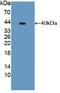 Poly(ADP-Ribose) Polymerase Family Member 4 antibody, LS-C373065, Lifespan Biosciences, Western Blot image 