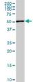 Target Of EGR1, Exonuclease antibody, H00114034-M03, Novus Biologicals, Western Blot image 