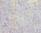 Tubulin beta antibody, LS-C285637, Lifespan Biosciences, Immunohistochemistry paraffin image 