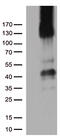 Platelet And Endothelial Cell Adhesion Molecule 1 antibody, TA504922AM, Origene, Western Blot image 
