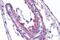 Apelin Receptor antibody, GTX12876, GeneTex, Immunohistochemistry paraffin image 