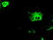 GFAP antibody, TA500337, Origene, Immunofluorescence image 