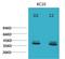 Interferon Induced Protein 44 antibody, STJ97536, St John