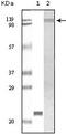 Tyrosine Kinase 2 antibody, 32-232, ProSci, Enzyme Linked Immunosorbent Assay image 