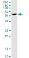 Serine/threonine-protein phosphatase 2A 56 kDa regulatory subunit alpha isoform antibody, H00005525-B01P, Novus Biologicals, Western Blot image 