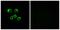 Olfactory Receptor Family 8 Subfamily U Member 1 antibody, PA5-39683, Invitrogen Antibodies, Immunofluorescence image 