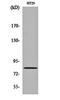 Pinin, Desmosome Associated Protein antibody, orb162395, Biorbyt, Western Blot image 