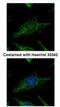 Suv3 Like RNA Helicase antibody, NBP2-20539, Novus Biologicals, Immunofluorescence image 