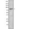 LGR7 antibody, abx218407, Abbexa, Western Blot image 