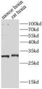 Syntaxin 6 antibody, FNab08453, FineTest, Western Blot image 