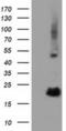 RB Binding Protein 9, Serine Hydrolase antibody, MA5-25239, Invitrogen Antibodies, Western Blot image 