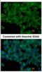 Podocalyxin Like antibody, NBP2-19880, Novus Biologicals, Immunofluorescence image 