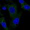 TRAF family member-associated NF-kappa-B activator antibody, NBP2-38358, Novus Biologicals, Immunofluorescence image 