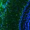 Protein Phosphatase 1 Regulatory Inhibitor Subunit 1B antibody, NBP2-33534, Novus Biologicals, Immunofluorescence image 