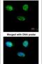 Minichromosome Maintenance Complex Component 3 antibody, PA5-22151, Invitrogen Antibodies, Immunofluorescence image 