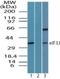 Eukaryotic Translation Initiation Factor 3 Subunit J antibody, NBP2-24572, Novus Biologicals, Western Blot image 