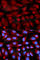 CD70 Molecule antibody, A2032, ABclonal Technology, Immunofluorescence image 