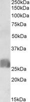 SLAM Family Member 8 antibody, 43-374, ProSci, Enzyme Linked Immunosorbent Assay image 