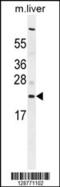 Complement C1q Like 3 antibody, 55-674, ProSci, Western Blot image 