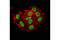 Tripartite Motif Containing 28 antibody, 5868S, Cell Signaling Technology, Immunofluorescence image 