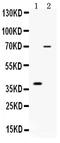 CD46 Molecule antibody, PB9848, Boster Biological Technology, Western Blot image 