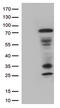 Lymphocyte Activating 3 antibody, TA813024, Origene, Western Blot image 