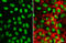 POU Class 5 Homeobox 1 antibody, GTX627419, GeneTex, Immunofluorescence image 