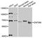 Zinc Finger Protein 398 antibody, LS-C748807, Lifespan Biosciences, Western Blot image 