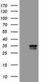 Polysaccharide Biosynthesis Domain Containing 1 antibody, TA503131S, Origene, Western Blot image 