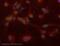Interferon Regulatory Factor 1 antibody, ab26109, Abcam, Immunocytochemistry image 
